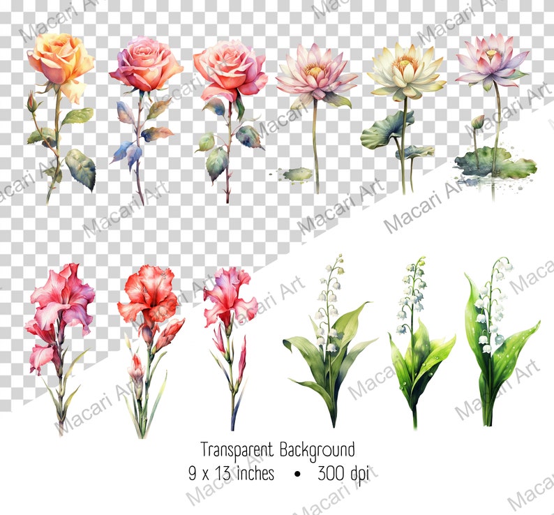 May include: A collection of watercolour floral illustrations, including roses, lotus flowers, gladioli, and lily of the valley. The image text indicates a transparent background and dimensions of 22.86 x 33.02 cm.