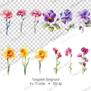 May include: A collection of watercolour flower illustrations featuring carnations, pansies, daffodils, and sweet peas. The flowers are depicted in pink, purple, and yellow hues, with green stems and leaves. The image has a transparent background and measures 22.86 x 33.02 cm.