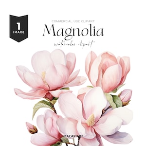 Clipart acquerello fiore rosa magnolia Clipart matrimonio floreale pesca Clipart romantico magnolia Elemento di disegno floreale dell'acquerello Magnolia Png