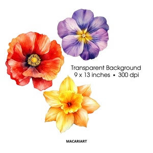K&ouml;nnte beinhalten: Aquarellillustration von drei Blumen: eine rote Mohnblume, ein violettes Stiefm&uuml;tterchen und eine gelbe Narzisse. Das Bild enth&auml;lt den Text "Transparent Background 22,86 x 33,02 cm &bull; 300 dpi" und den K&uuml;nstlernamen "MACARIART."