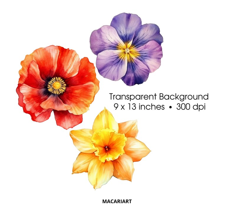K&ouml;nnte beinhalten: Aquarellillustration von drei Blumen: eine rote Mohnblume, ein violettes Stiefm&uuml;tterchen und eine gelbe Narzisse. Das Bild enth&auml;lt den Text "Transparent Background 22,86 x 33,02 cm &bull; 300 dpi" und den K&uuml;nstlernamen "MACARIART."