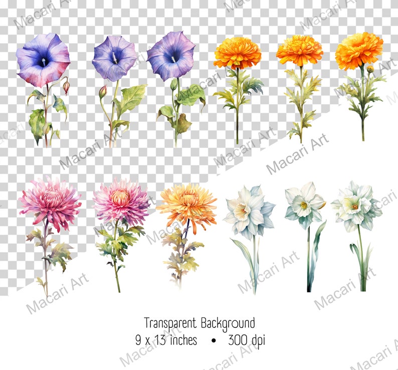 May include: A collection of watercolour floral illustrations showcasing diverse flowers in purple, orange, pink, and white. The image includes morning glories, chrysanthemums, and daffodils. The text at the bottom reads: Transparent Background, 22.86 x 33.02 cm, 300 dpi.