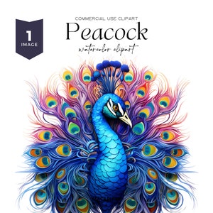 Clipart paon aquarelle oiseau Boho paon Art plumes de paon oiseau Art paon Png mignon paon Clipart animal Png téléchargement numérique