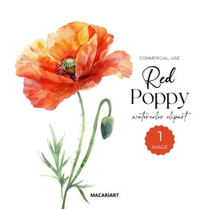 Aquarelle coquelicot Clipart bouquet de fleurs d'été fleurs sauvages Clip Art Png coquelicot fleurs rouges Clipart coquelicots impression d'art numérique Clipart PNG
