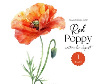 Watercolor Poppy Clipart Summer Floral Bouquet Wildflower Clip Art Poppy Png Red Flowers Clipart Poppies Art Print Digital Clipart PNG