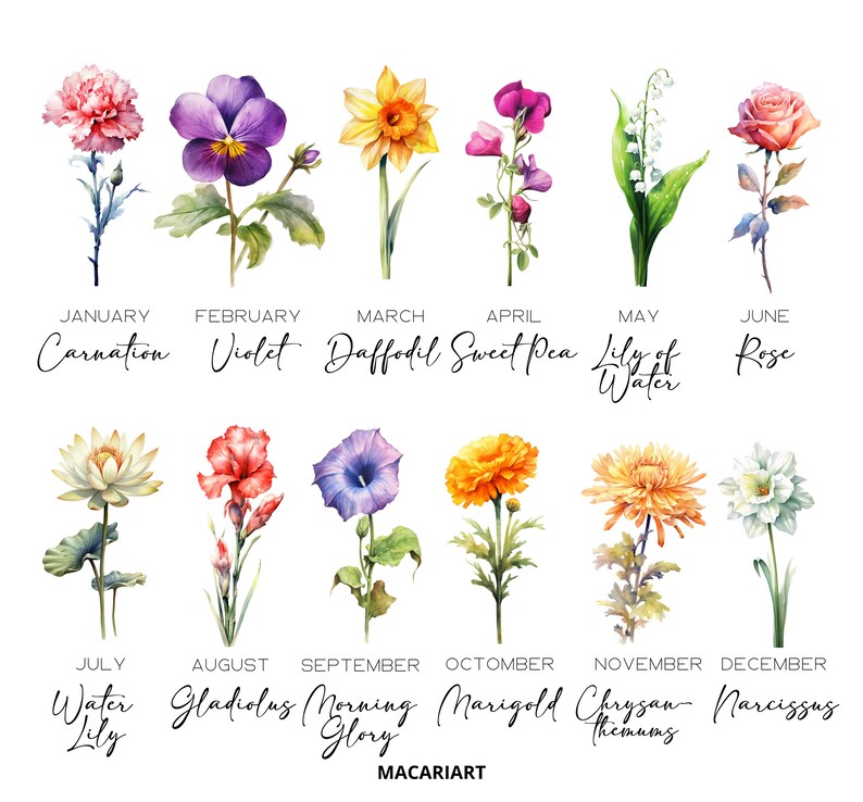May include: A watercolour illustration of twelve flowers, each representing a month of the year. The flowers are carnation, violet, daffodil, sweet pea, lily of the valley, rose, water lily, gladiolus, morning glory, marigold, chrysanthemum, and narcissus. Text below each flower indicates the month and flower name.