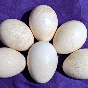One (1) HOLLOW Peafowl/Peacock Egg SHELL