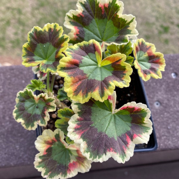 Variegated Geranium Mrs. Pollock / Tye Dye Rainbow Plant - 4" pot