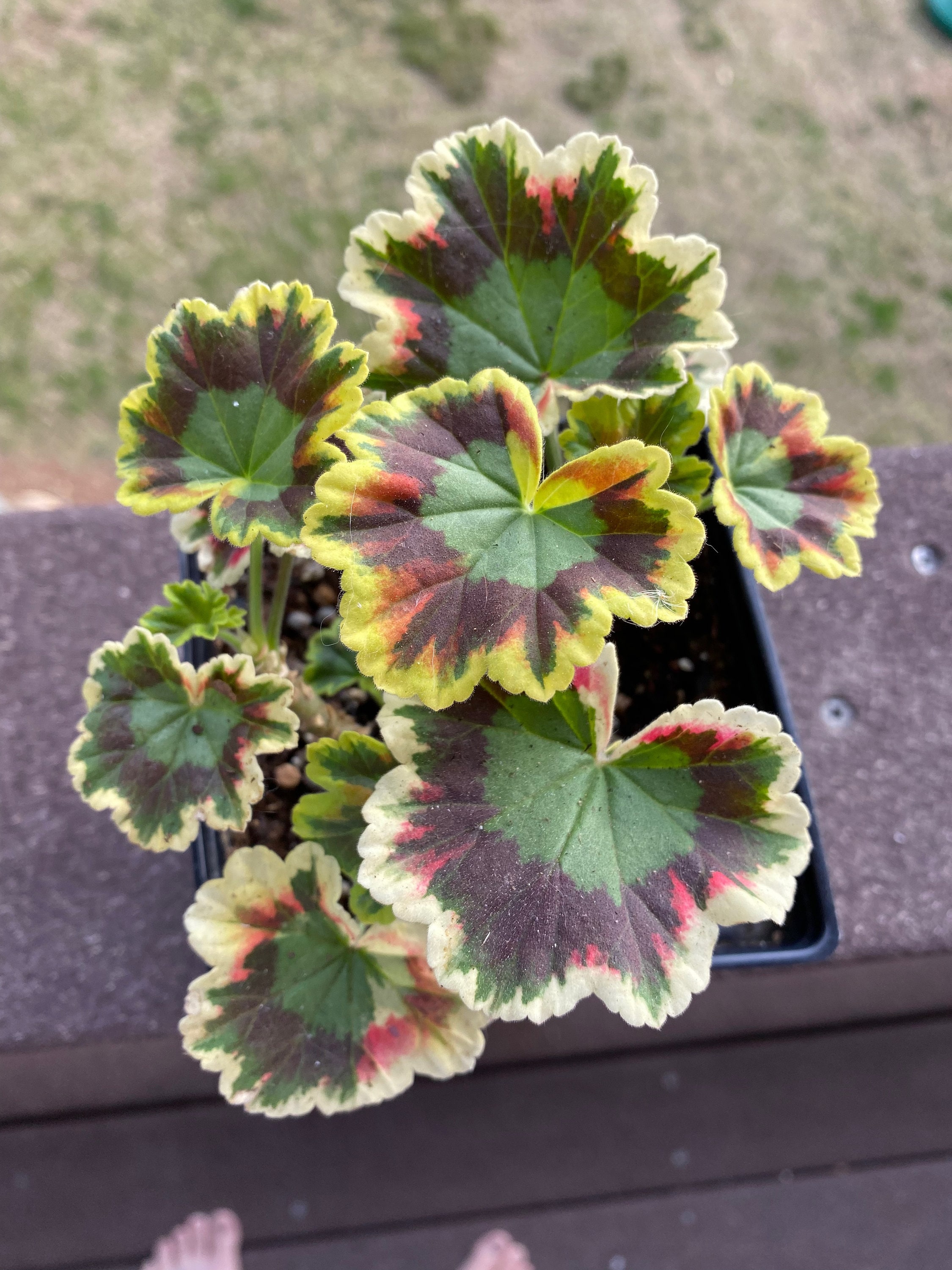 Variegated Geranium Mrs. Pollock / Tye Dye Rainbow Plant Etsy UK