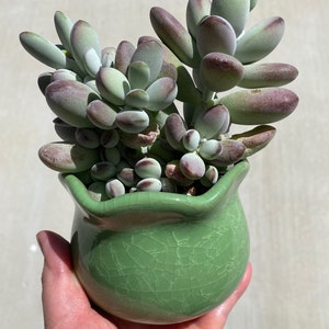 Cotyledon orbiculata cv - rooted