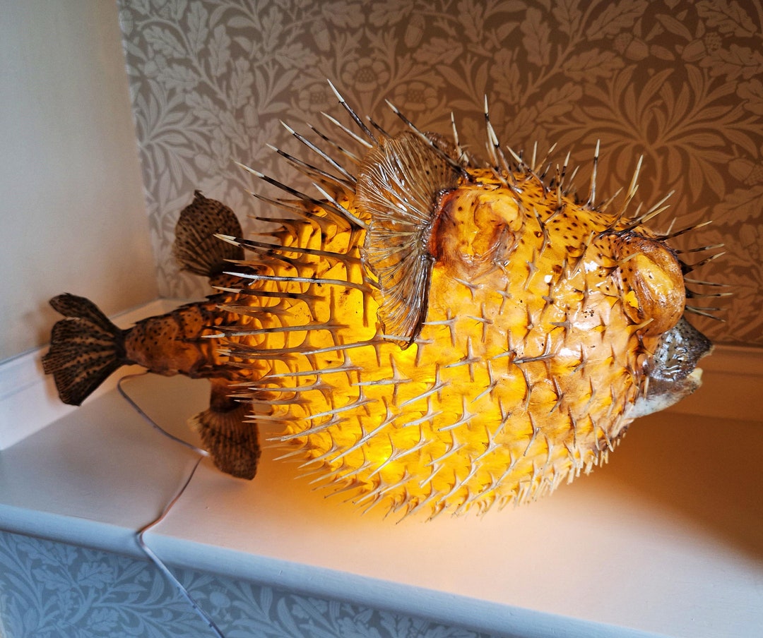 Huge Porcupine Puffer Fish Lamp Etsy