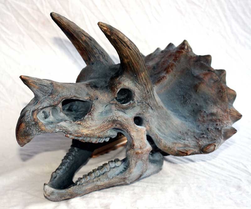 cranio triceratops