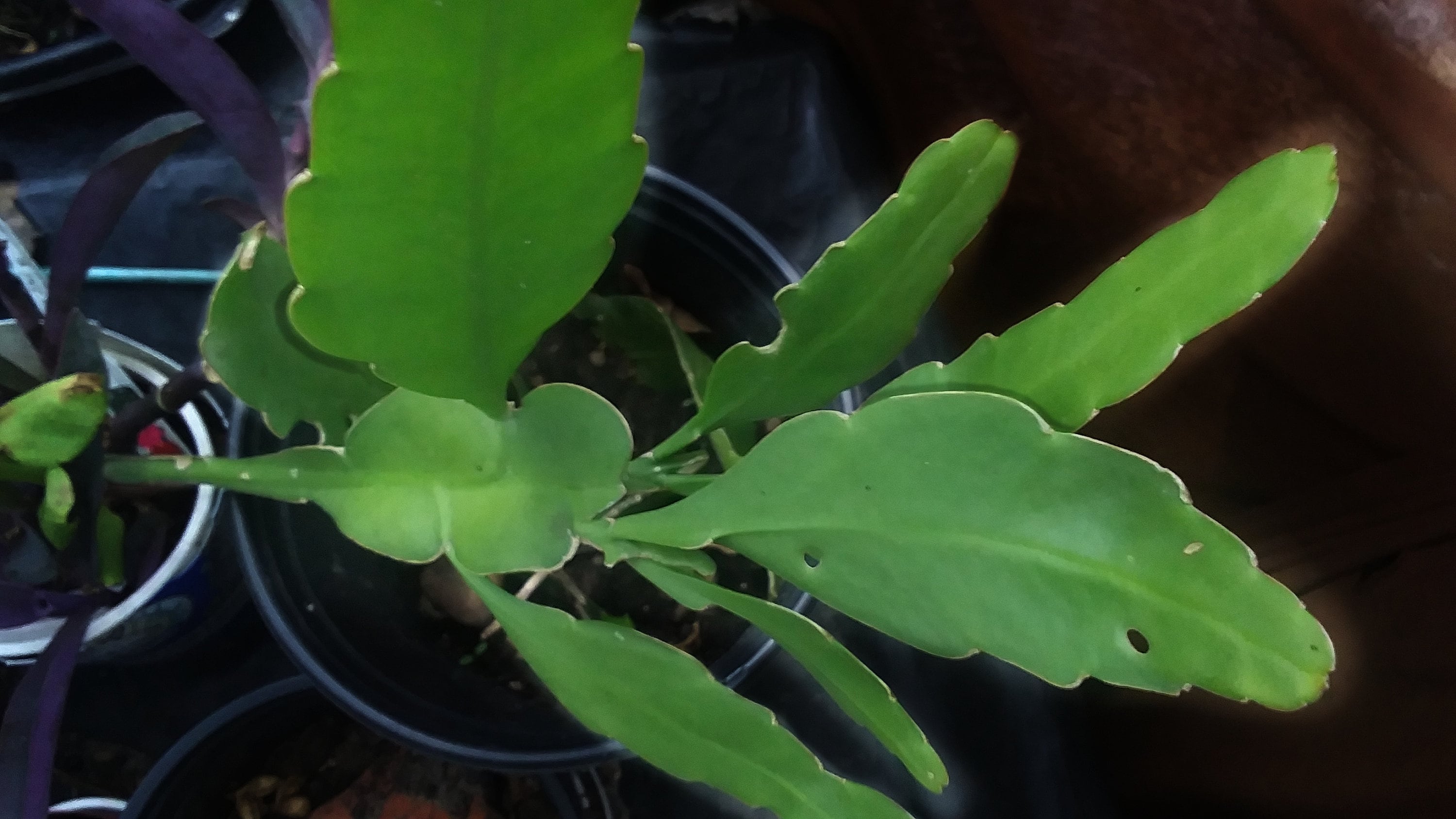 Chlorophytum comosum - Wikipedia