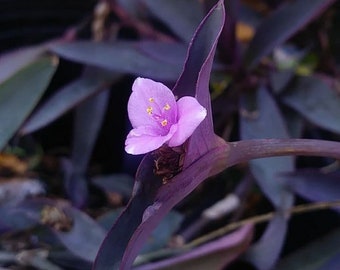 3 Purple Heart Secretia (Tradescantia pallida) 3 to 4 bare stems - Purple ornamental garden/houseplant great for filtering air.