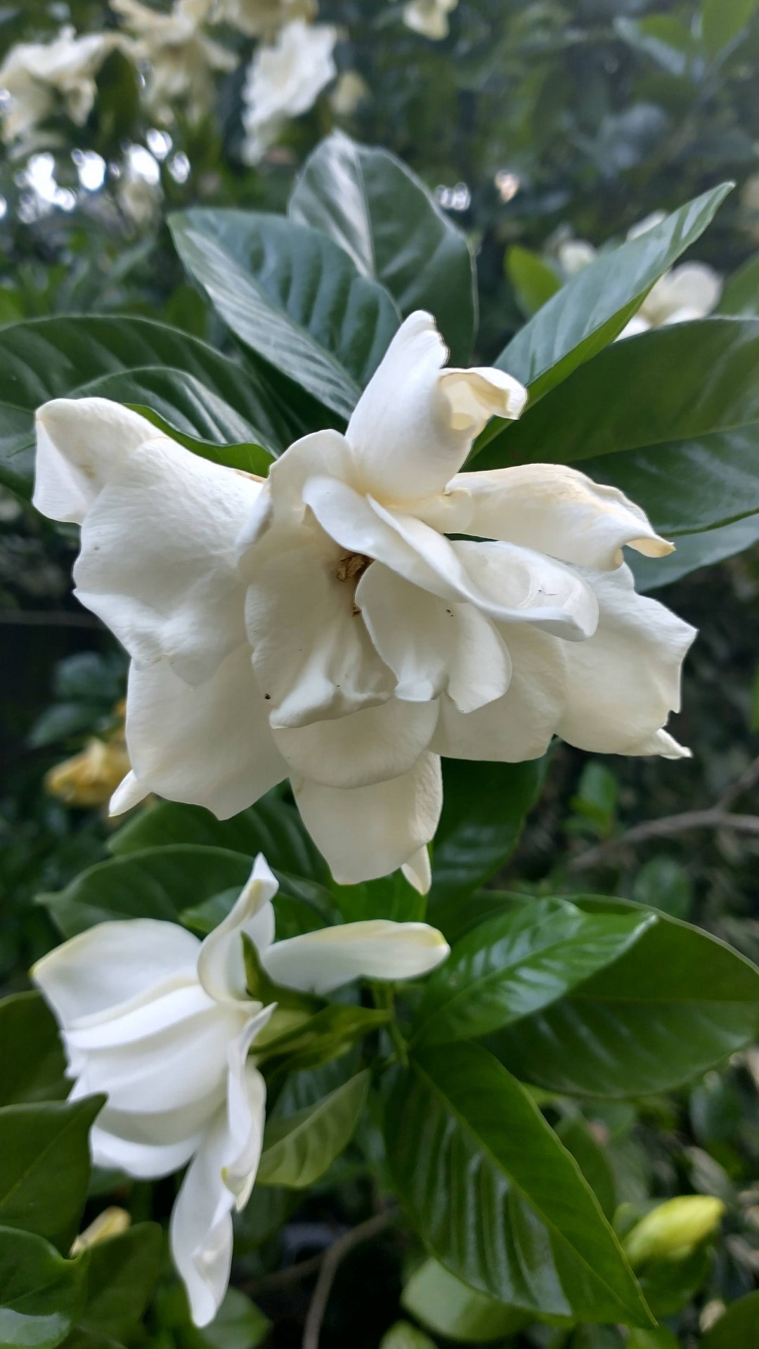 Gardenia gardenia Jasminoides Edible Flowers, Bushy Ornamental Tree Etsy
