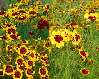 Seeds for planting, Coreopsis tinctoria seeds, Plains Coreopsis, Garden Coreopsis, Golden Tickseed, Calliopsis, ~ bulk wholesale lot seed.