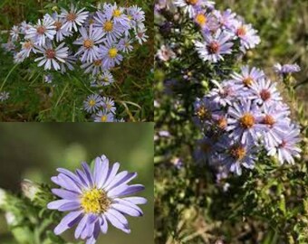 Seeds for planting, Symphyotrichum praealtum seeds, willow aster,~ bulk wholesale seed.