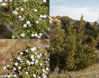 Seeds for planting, Juniperus californica seeds, California Juniper,~ bulk wholesale seed.