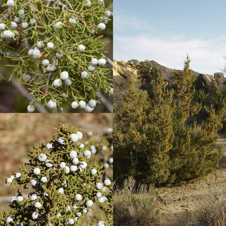 Seeds for planting, Juniperus californica seeds, California Juniper, bulk wholesale seed. image 1