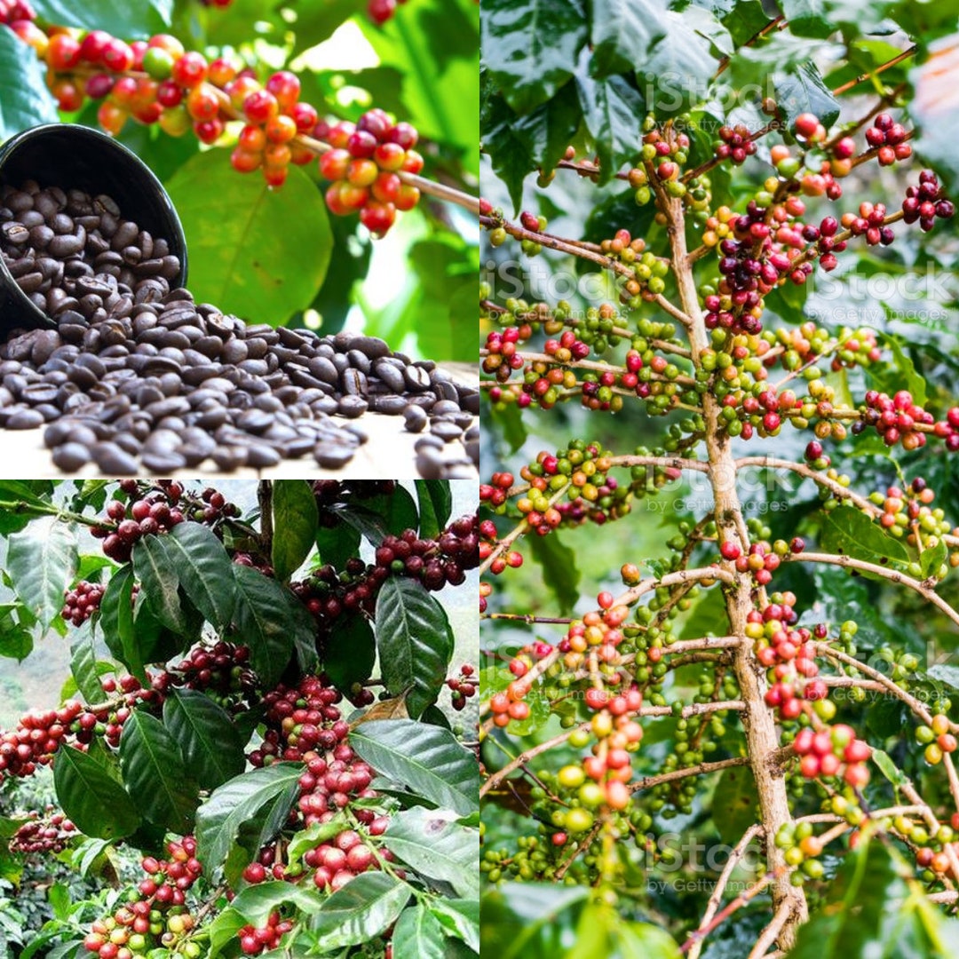 thumbnail image 2 of Frozen Seed Capsules - Dwarf Coffee Plant (Coffea Arabica 2 of 12