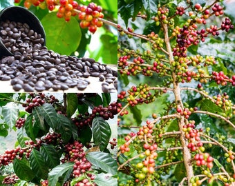 Seeds for planting, Coffea arabica seeds, Arabian Coffee, Coffee, Mountain Coffee, Arabica Coffee, ~ bulk wholesale lot seed.