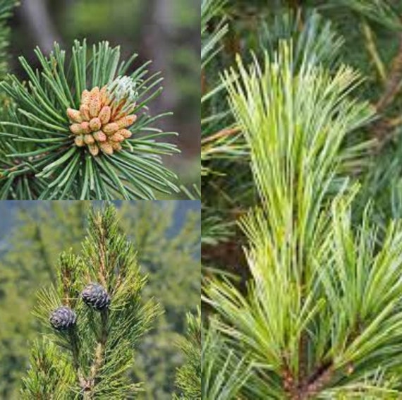 Pinus cembra - Common Bonsai,Conifer - Arolla Pine, Swiss Stone Pine