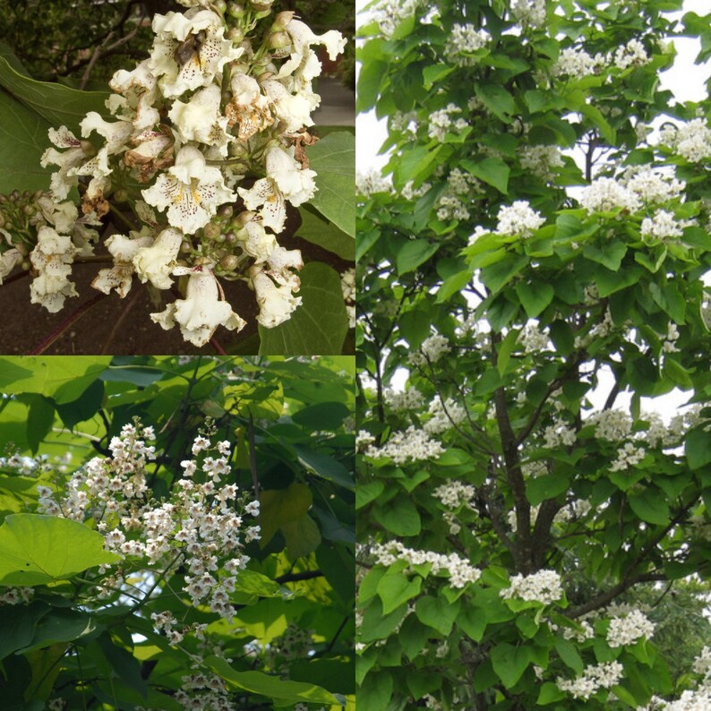 Seeds for Planting, Catalpa Ovata Seeds, Chinese Catalpa, Yellow ...