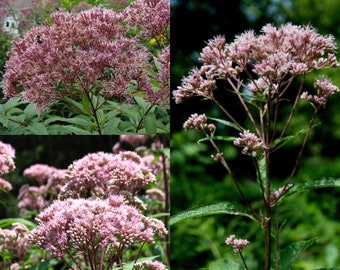 Seeds for planting, Eutrochium maculatum seeds, spotted joe-pyeweed, joe pye, ~ bulk wholesale lot 400 seed.