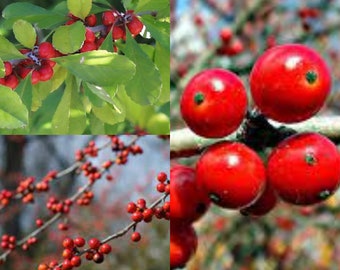 Seeds for planting, Ilex decidua seeds, Possumhaw, Possum Haw, Meadow Holly, Deciduous Holly, Swamp Holly,~ bulk wholesale seed.