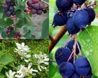 Seeds for planting, Amelanchier alnifolia Smokey seeds, Saskatoon Serviceberry, Saskatoon Berry, ~ bulk wholesale seeds.