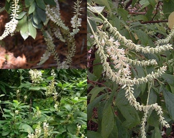 Seeds for planting, Clethra tomentosa seeds, Wooly Summer-sweet, Wooly Summer Sweet, ~ bulk wholesale lot seed.
