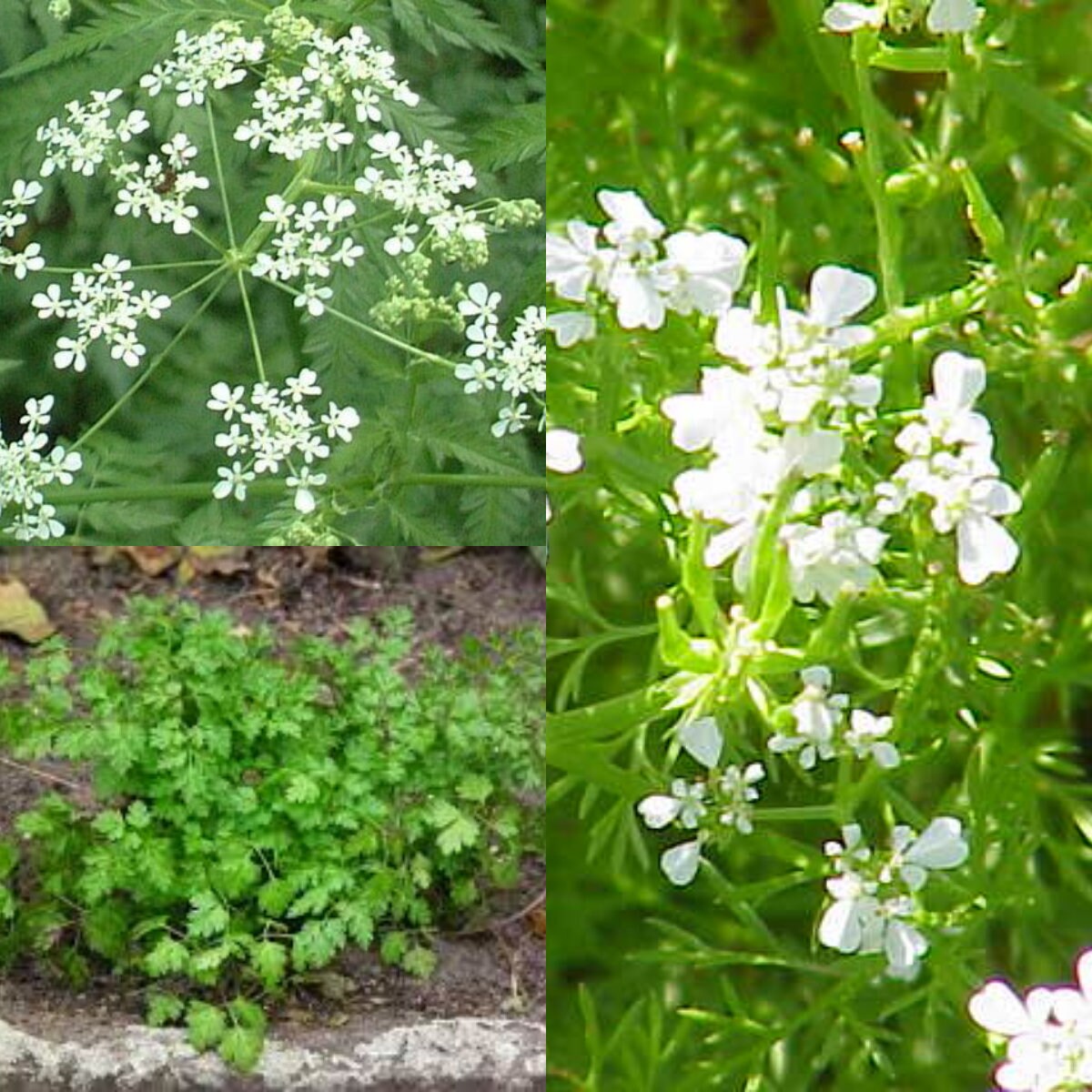 Seeds for planting, Anthriscus cerefolium seeds, Garden Chervil, Chervil, Gourmet's Parsley, ~ bulk wholesale seed