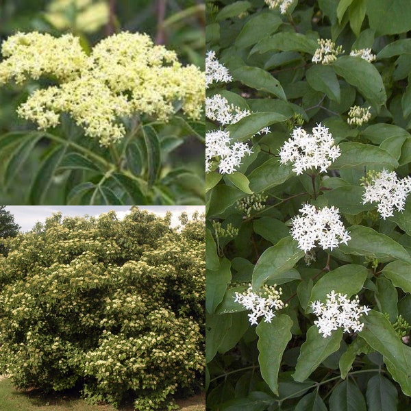 Seeds for planting, Cornus drummondii seeds, Roughleaf Dogwood, Drummond's Dogwood, ~ bulk wholesale lot seed.