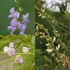 May include: Close-up of a cluster of delicate purple flowers with green stems and leaves. The flowers have a light purple hue and are arranged in a cluster. The background is a blurred green.