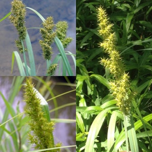 May include: Close-up of a green, spiky plant with long, narrow leaves. The plant has multiple flower heads, each with a cluster of small, green, spiky flowers.