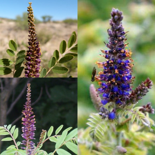 Seeds for planting, Amorpha fruticosa seeds, Desert FalseIndigo, FalseIndigo, Bastard Indigobush, ~ bulk wholesale seed.