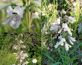 Seeds for planting, Penstemon pallidus seeds, pale beardtongue, ~ bulk wholesale lot 750 seed.