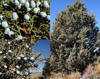 Seeds for planting, Juniperus occidentalis occidentalis seeds, Western Juniper,~ bulk wholesale seed.