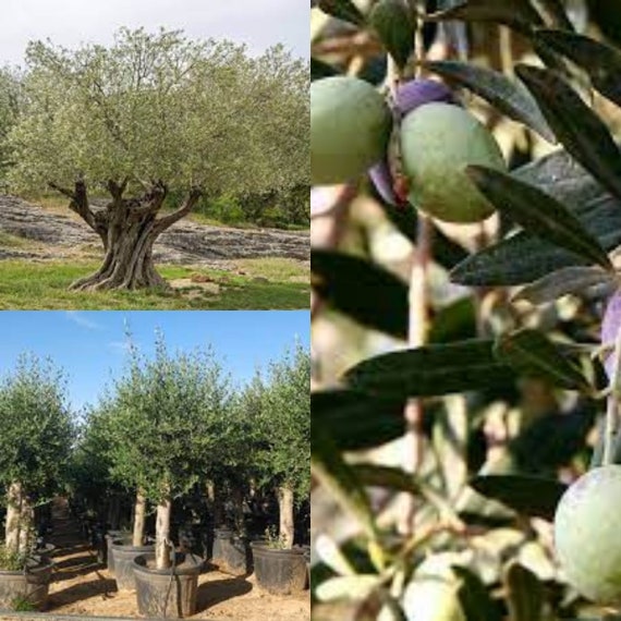 Seeds for planting, Olea europaea seeds, Olive, Common Olive, Edible Olive,  ~ bulk wholesale seed