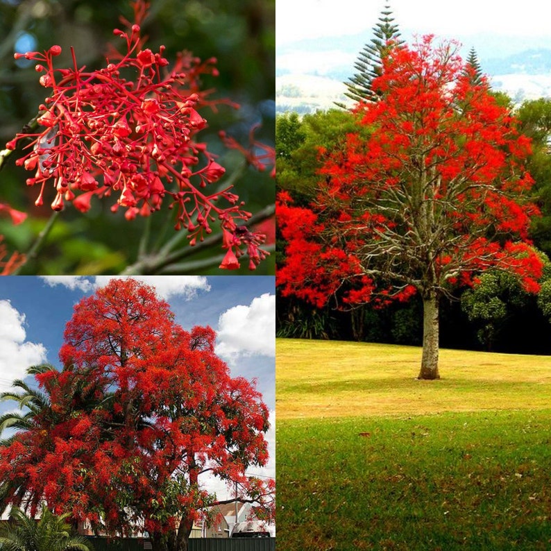 Seeds for planting, Brachychiton acerifolius seeds, Flame Bottletree, Flame Tree, bulk wholesale seed image 1