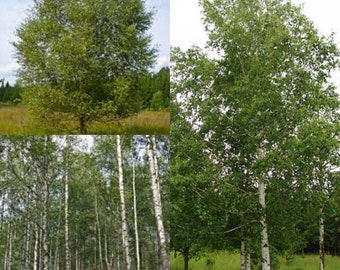 Seeds for planting, Betula pubescens seeds, Downy Birch, White Birch, European white birch ~ bulk wholesale seed
