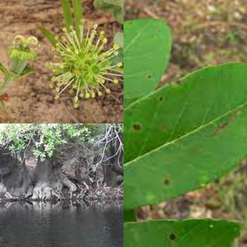 Seeds for Planting, Nyssa Ogeche Seeds, Ogeechee Tupelo, Sour Tupelo