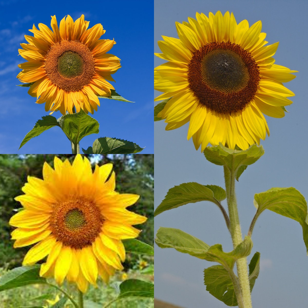 Sunflower Planting Seeds Bulk
