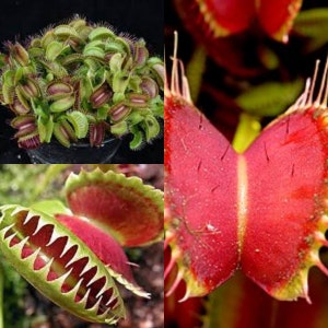 May include: Close-up of a Venus flytrap plant with red and green traps. The traps are open and show the inside of the trap, which is red and has small hairs. The plant is in a pot and is growing in a dark green background.