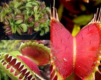 Seeds for planting, Dionaea muscipula seeds, Venus Flytrap, Venus Fly Trap,~ bulk wholesale seed.