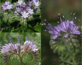 Seeds for planting, Phacelia tanacetifolia seeds, Lacy Phacelia,~ bulk wholesale seed.
