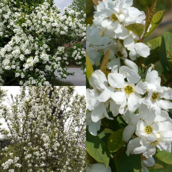 eleuthero plant Nature's Way Siberian Eleuthero (100 ct) #10089185 – Smallflower main image 1