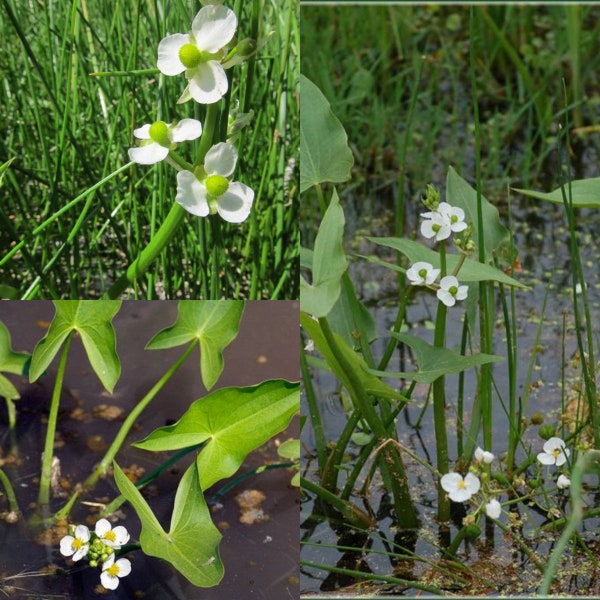 Seeds for planting, Sagittaria cuneata seeds, arumleaf arrowhead, duck potato, ~ bulk wholesale seed.