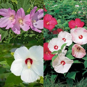 May include: A close-up of a variety of hibiscus flowers in pink, white, and red. The flowers have a prominent red center and are surrounded by green leaves.