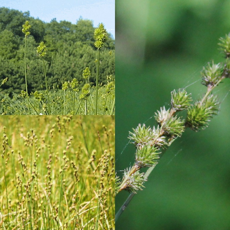 Graines pour la plantation, graines de Carex normalis, étalement de carex ovale, plus grand carex, semences en gros en vrac. image 1